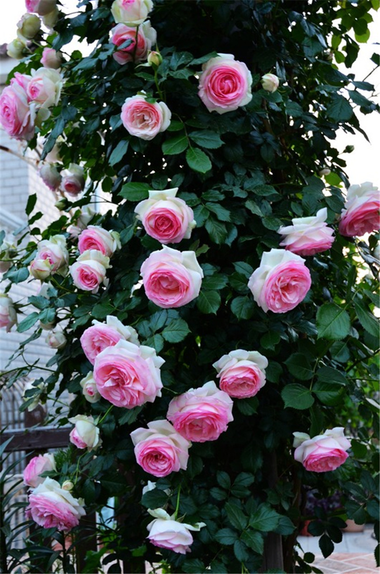 欧月 欧洲月季 龙沙宝石 藤本欧美月季 好品种