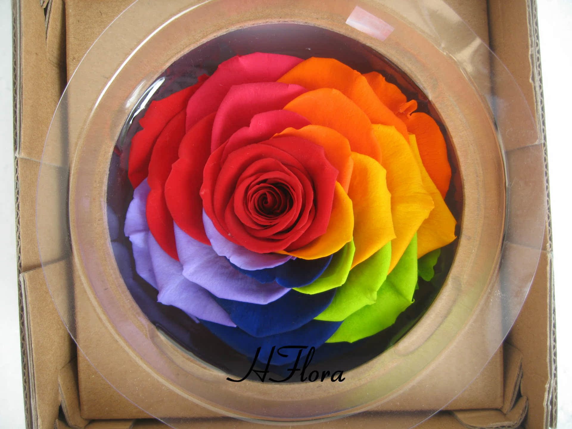 进口巨型七彩玫瑰 10cm 爆款 厄瓜多尔永生花花材批发云南永生花