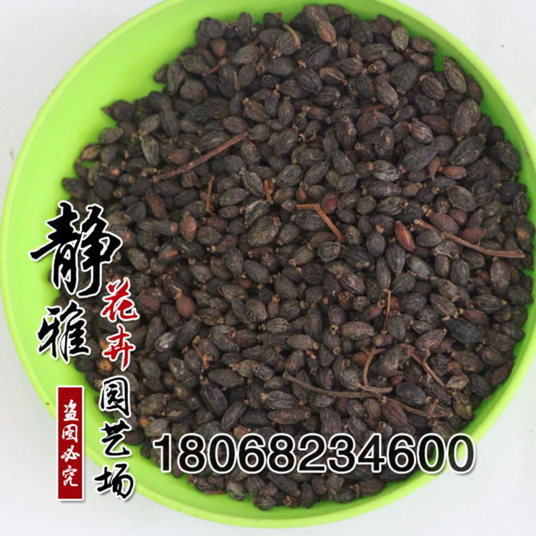 厂家批发优质进口法国冬青种子 当年新采法国冬青种子发芽率高