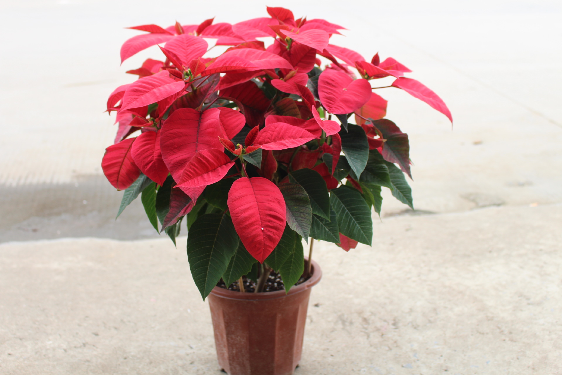 一品红——圣诞花,圣诞节商场环境布置必备品一品红圣诞红花