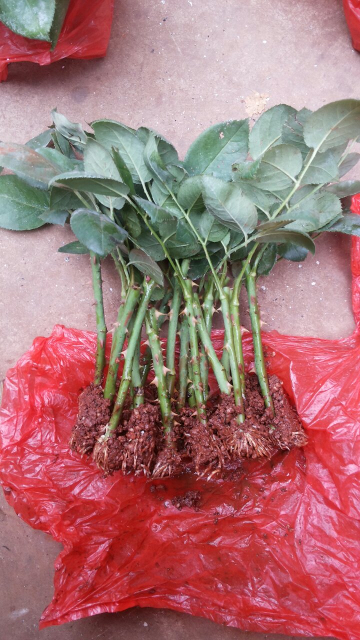 特价玫瑰小苗出售 基地直销推荐玫瑰种苗 特价玫瑰花苗