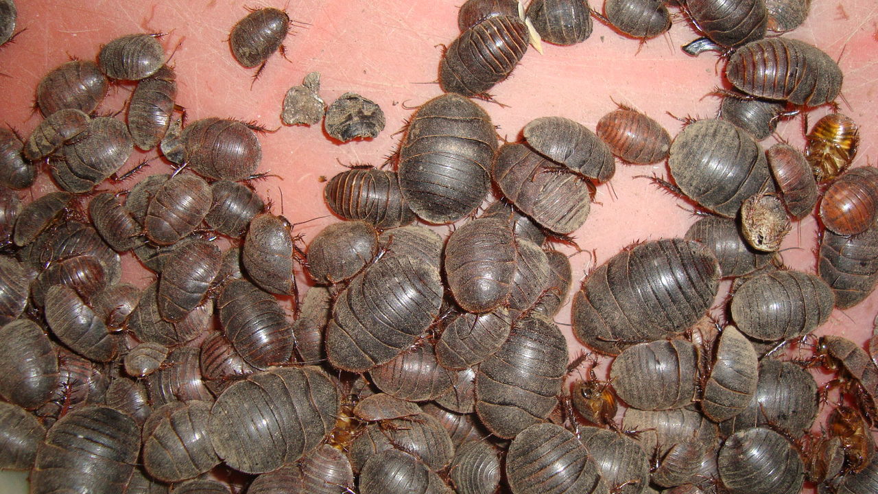 精选中药材_土鳖虫 地鳖虫 土元 蛰虫 精选中药材