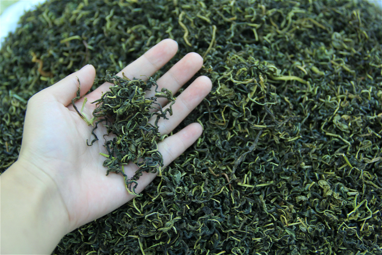 2016新货 四川古蔺特产新货赶黄草叶 赶黄花 养肝解酒 清热利湿