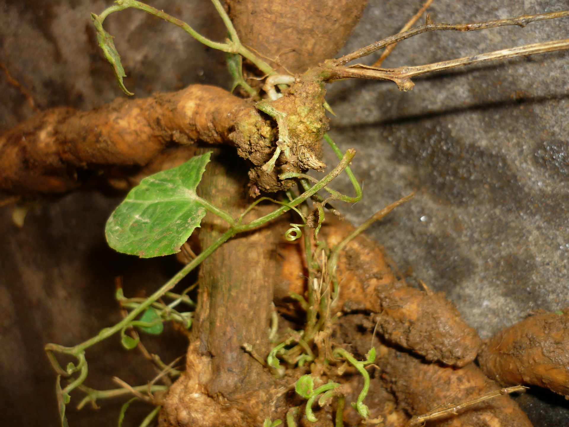 植物学特征编辑红参果为多年生落叶藤本宿根植物,是目前市面上少见的