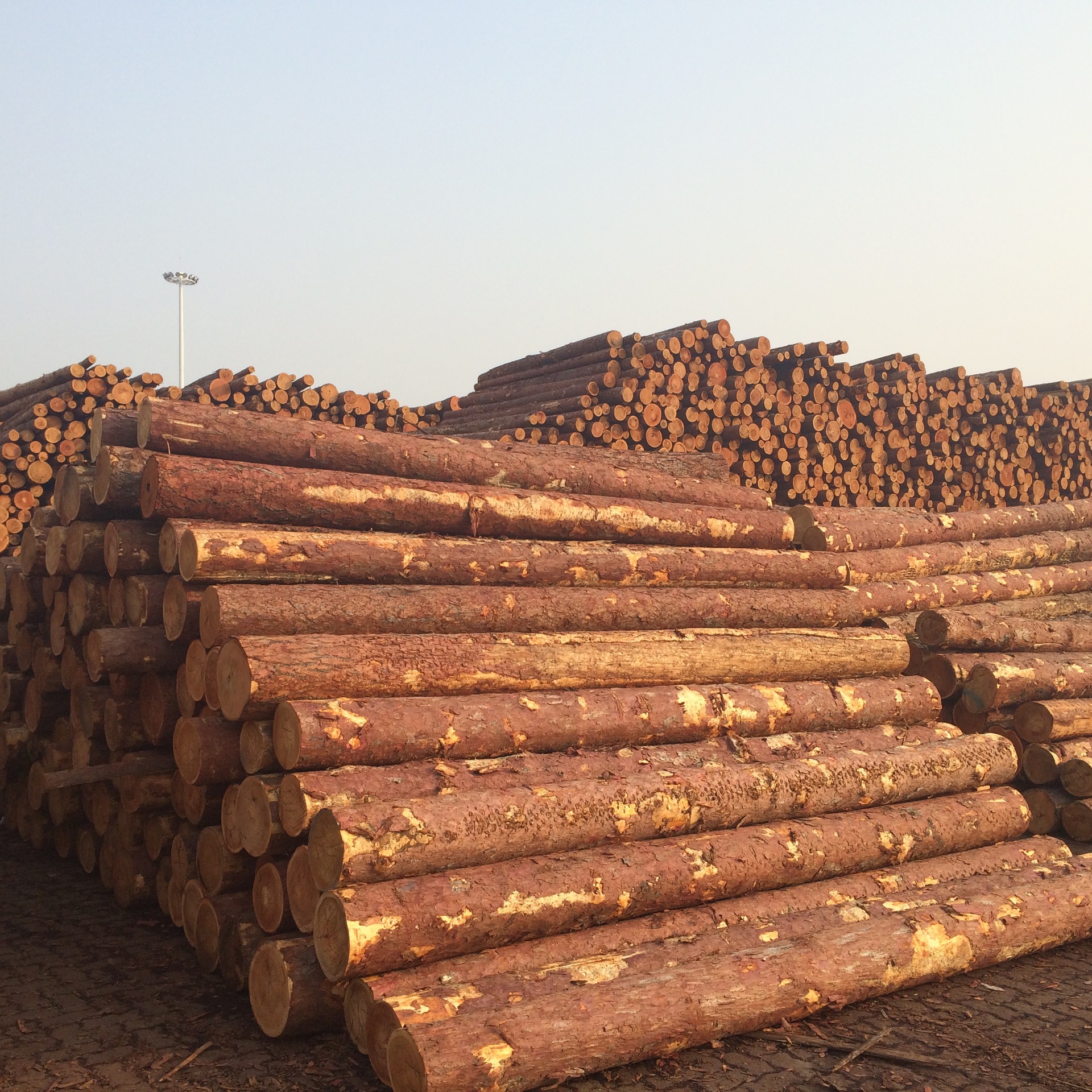 新西兰松原木 辐射松原木批发 驳岸护岸打桩木 小头12公分 松木桩