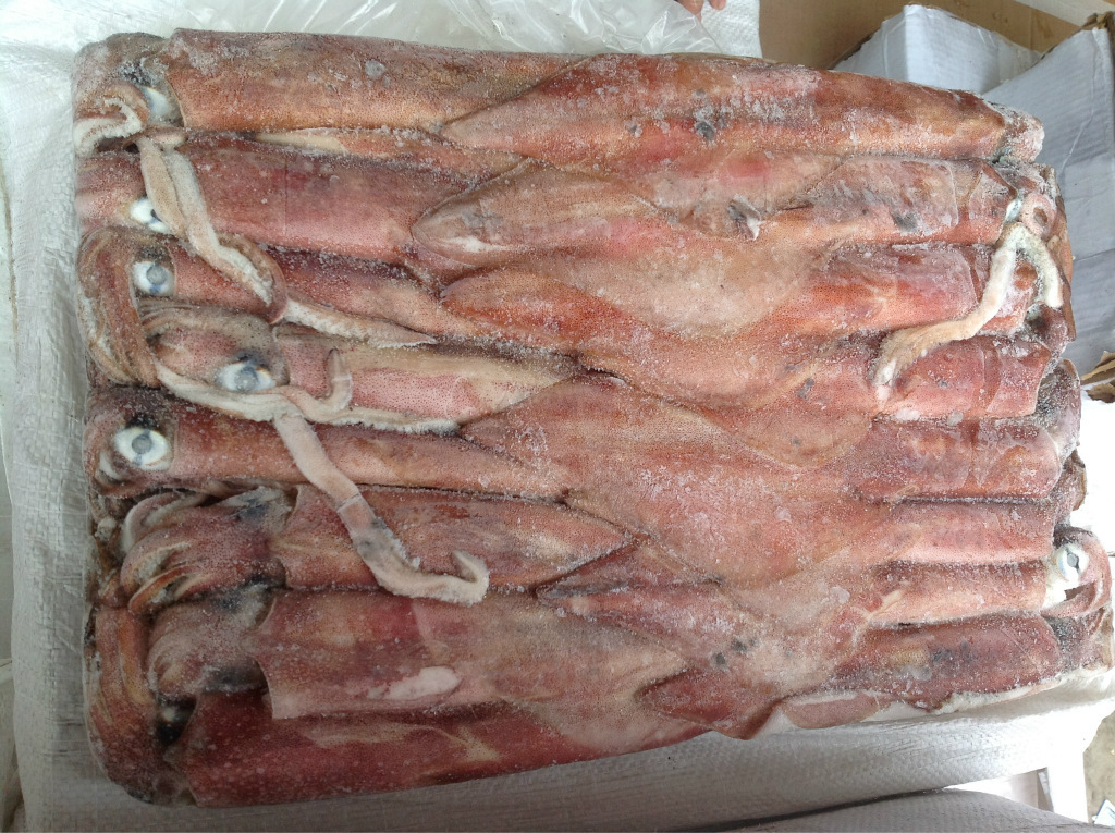 【祥浩水产】冷冻海产 长期供应 鱿鱼 冻鱿鱼