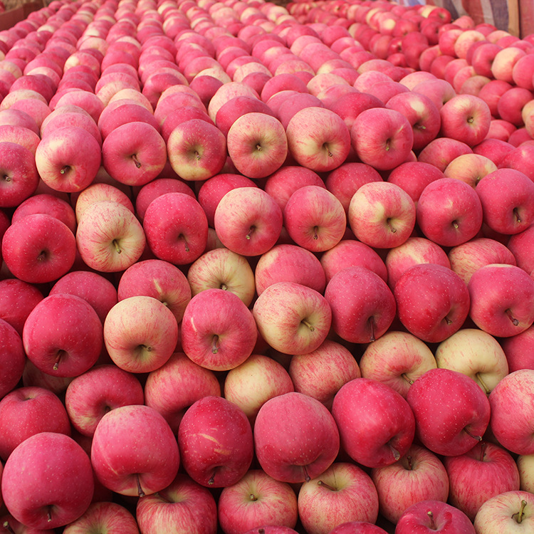 大量供应优质静宁红富士苹果24个装新鲜水果量大从优现货批发包邮