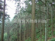 欧洲冷杉叶油 冷杉木油  辽东冷杉油 植物香料