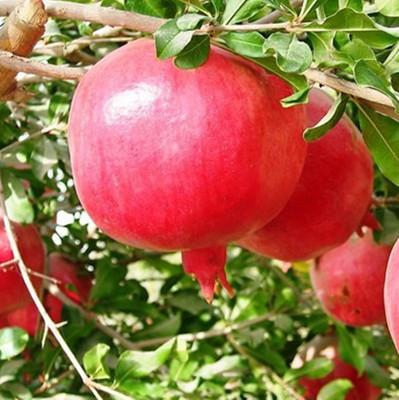 批发2公分3公分4cm 5公分 10公分 15公分 20公分大红袍石榴树苗