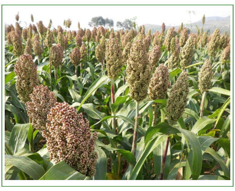 农家 沂蒙山农家新高粱米粗粮 500克全场满36元包邮 去皮高粱米