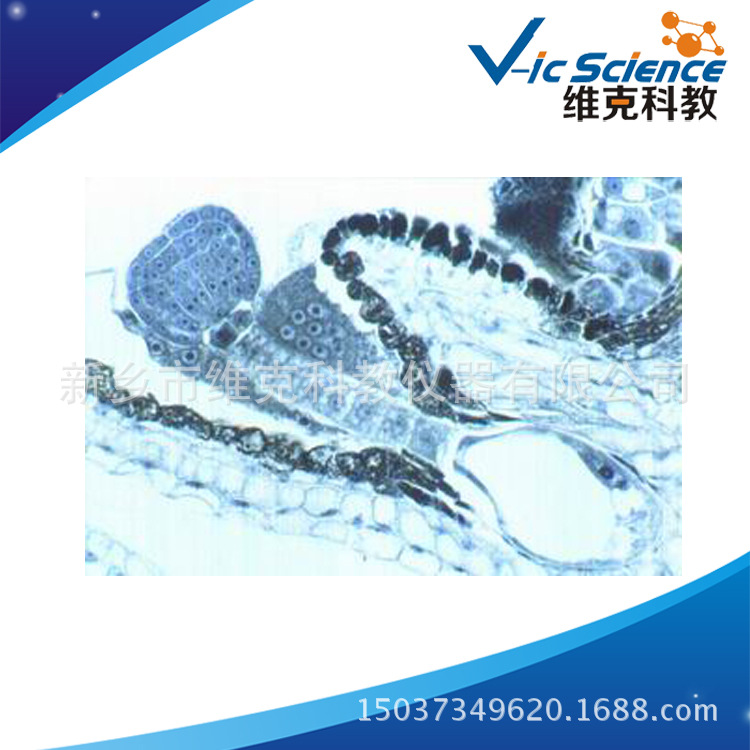 荠菜幼胚 植物 生物学类 动植物切片标本 高中生物玻片 显微镜用