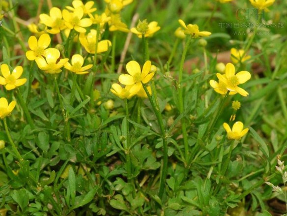 【规格】: 30:1 【性状】:  棕黄色粉末 【气味】:猫爪草特有气味