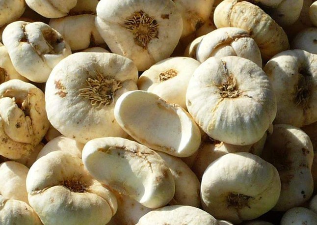 贝母提取物 川贝母提取物10:1 优质原料提取 1kg起订