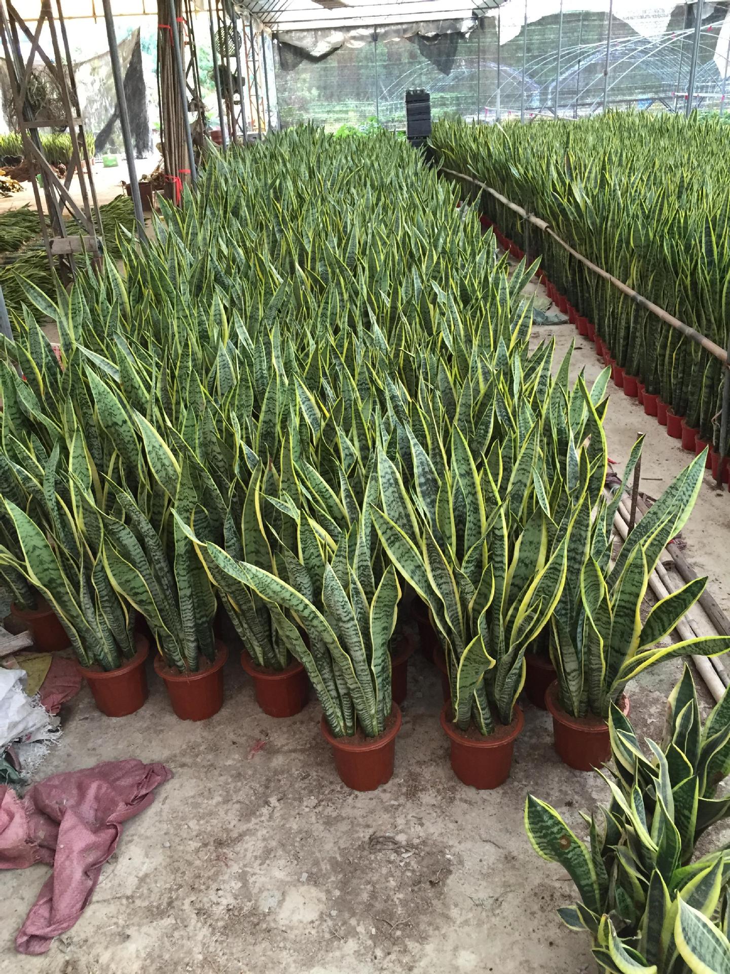 出口 美叶虎皮兰 办公室花卉植物花卉 吸收甲醛 苗圃批发