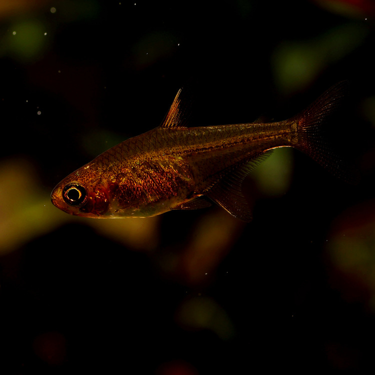 热带观赏鱼批发 迷你灯鱼 银顶光尾裙鱼小型群游鱼