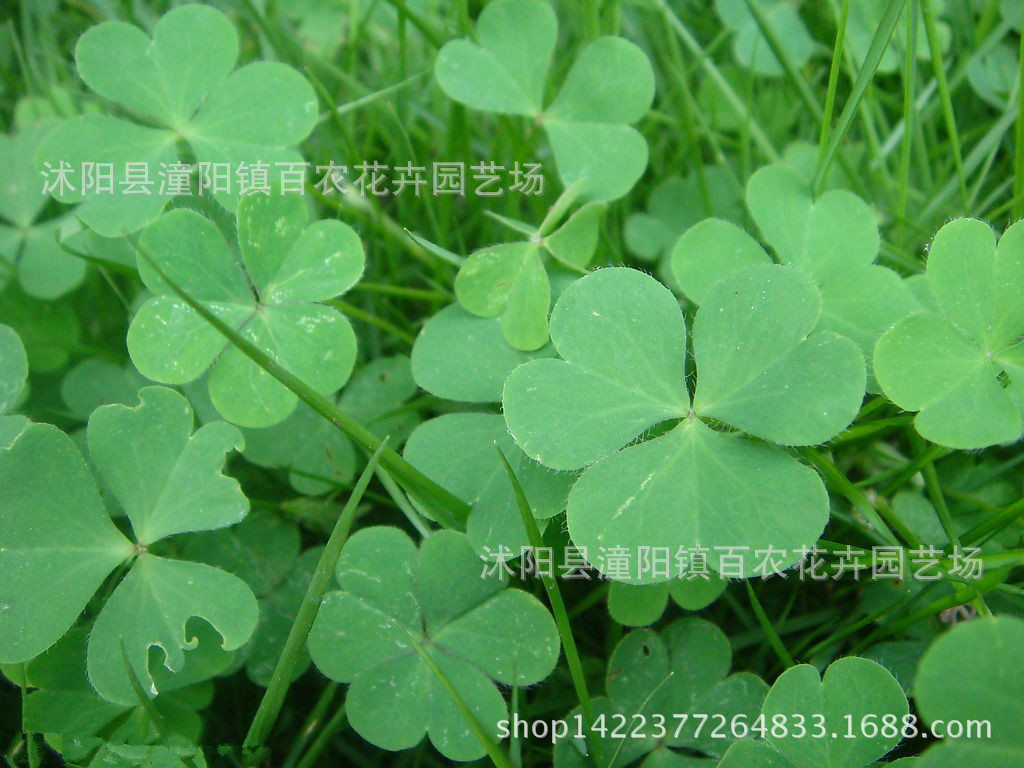 结缕草•弯月画眉草•百喜草•野牛草•白三叶&bull图片