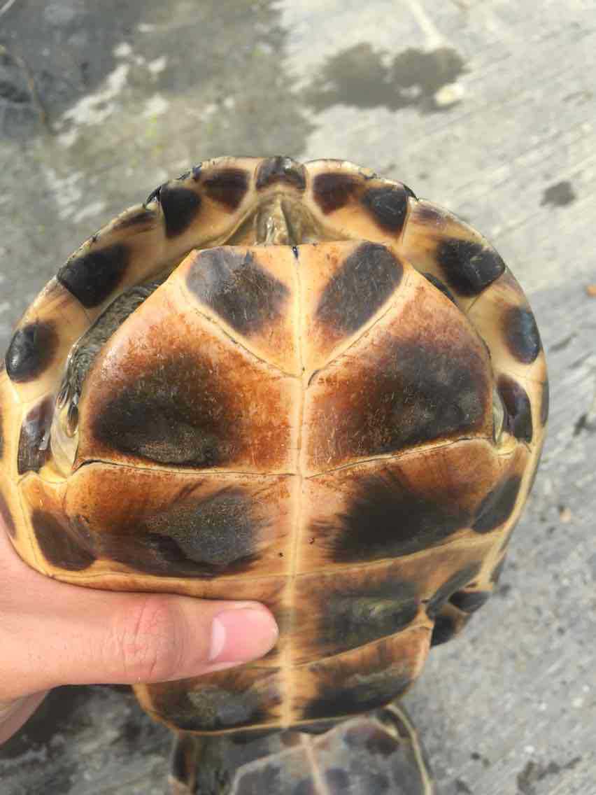 花杂草种龟 杂交草龟 杂交变异龟