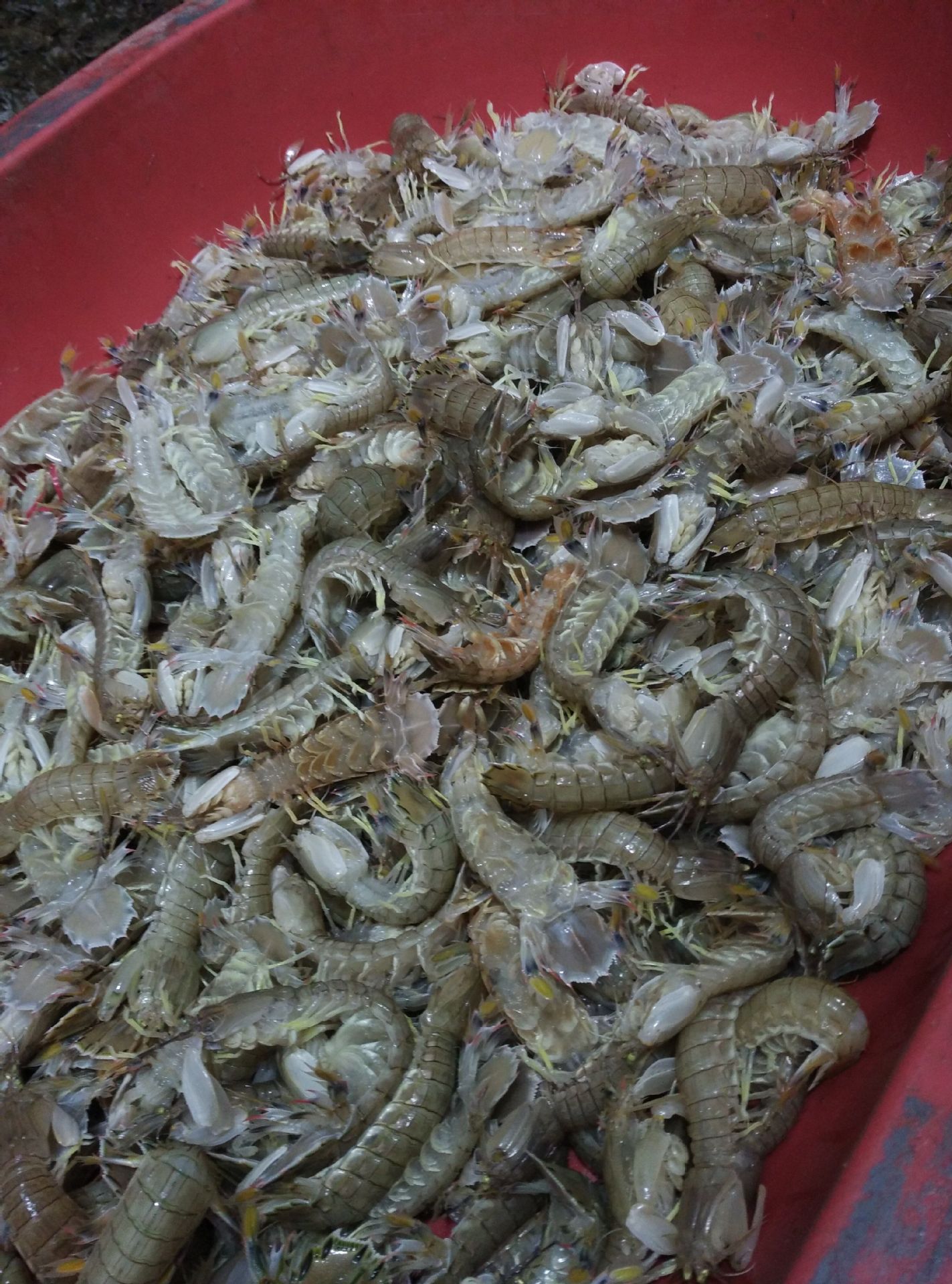 皮皮虾爬爬虾鲜活即食香辣甜零食小吃海鲜濑尿虾琵琶虾富贵虾虾.