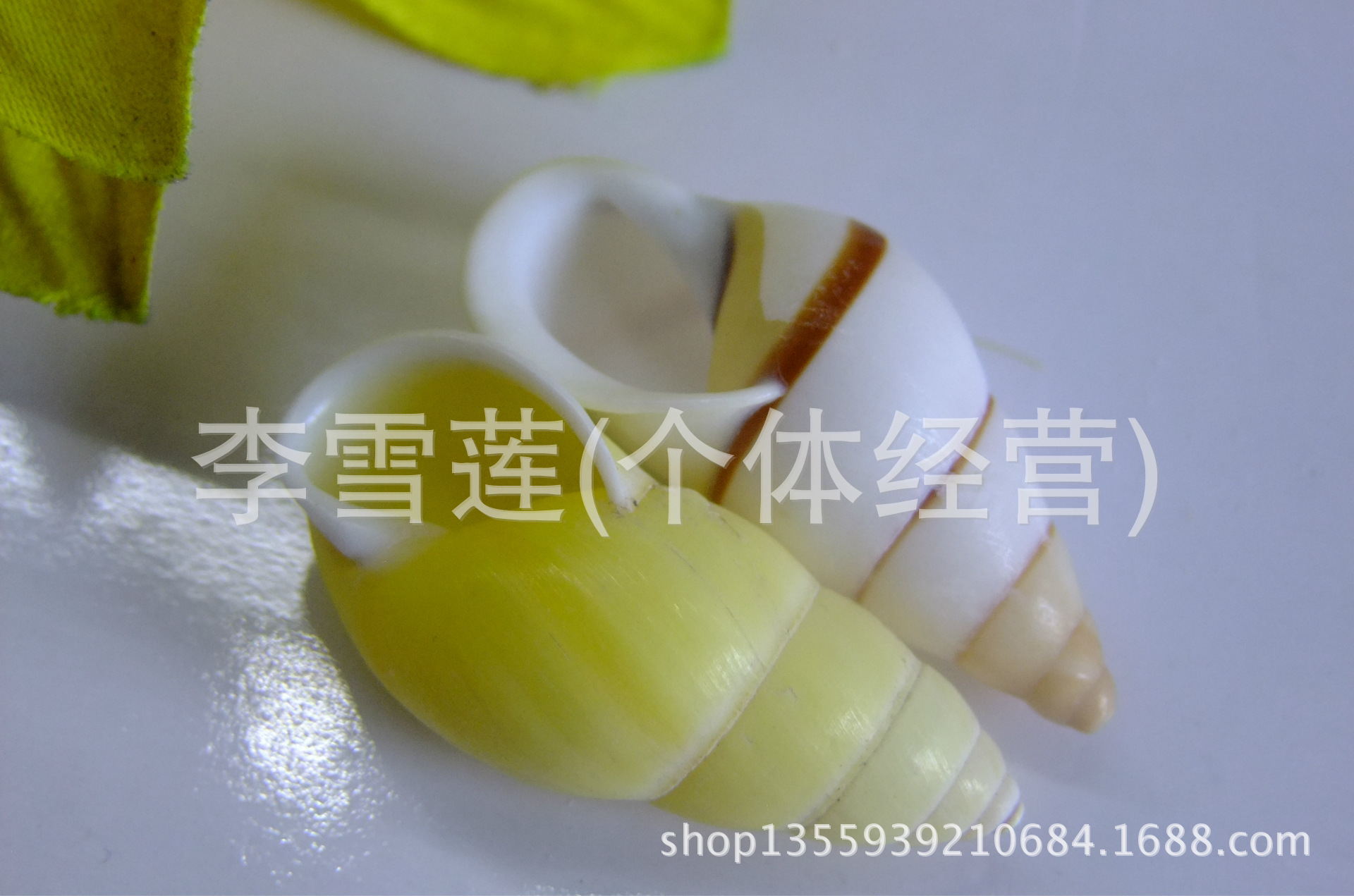 4-5厘米黄左旋螺,白右旋螺,一对,天然贝壳海螺,收藏标本螺