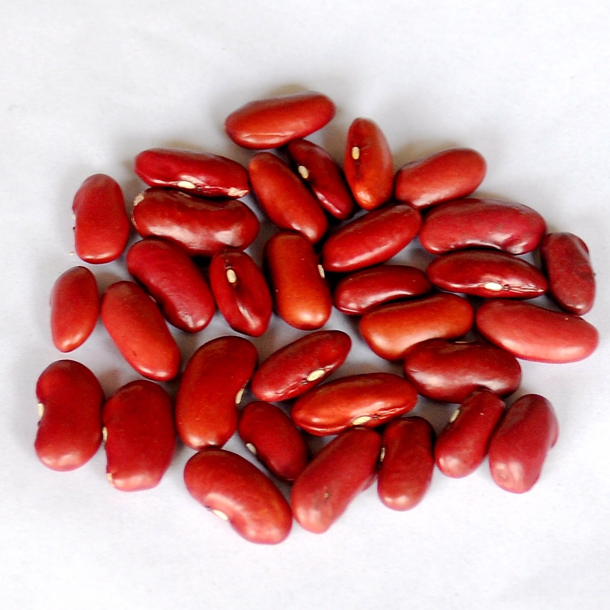 供应红腰豆 英国红 产地 批发