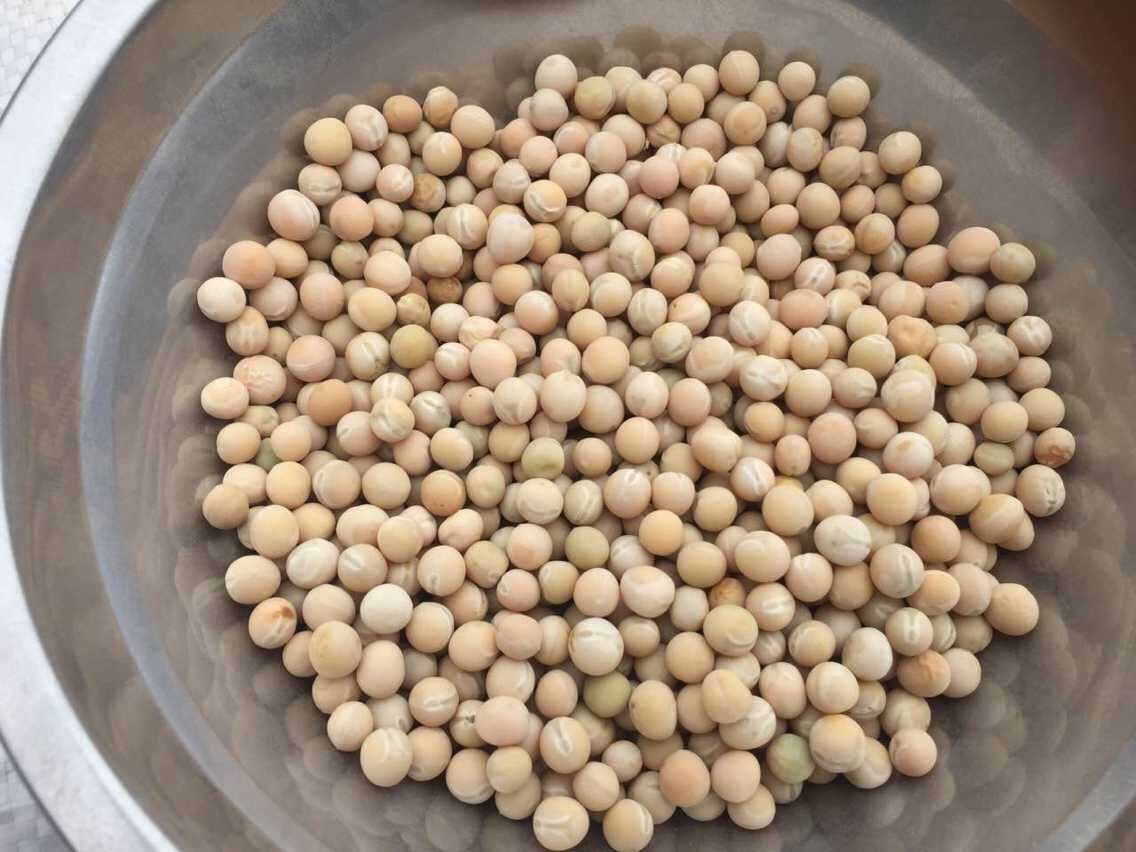 豌豆批发精选生豌豆质量保证