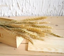 大麦穗天然小麦干花原生态黄金大麦店面开业花店插花材料拍照道具