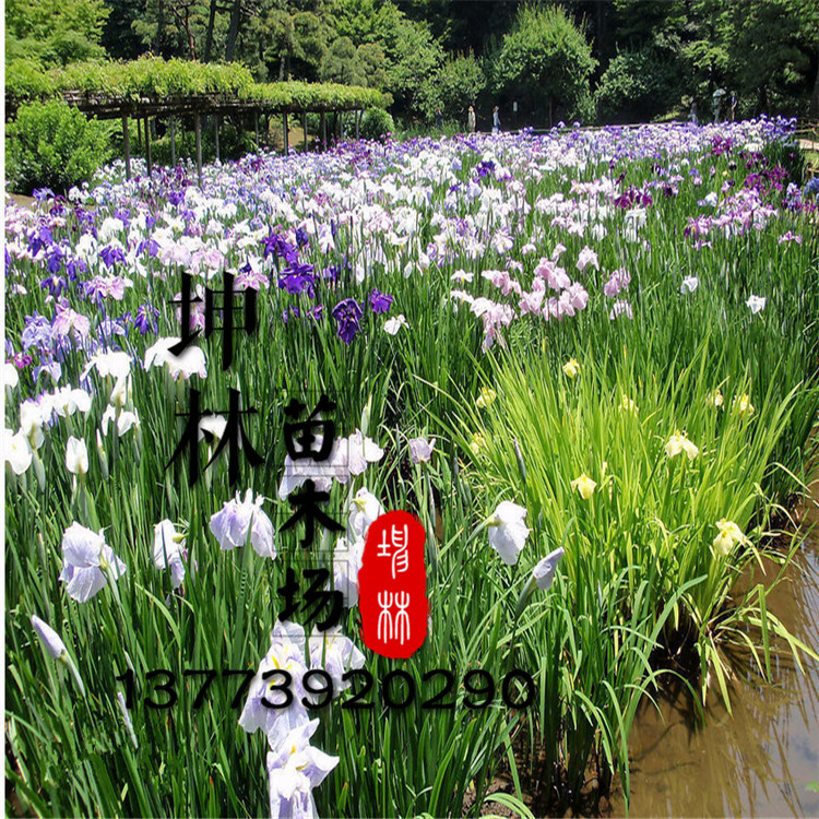 批发供应 菖蒲 水菖蒲 供应各种水生花卉 低价直销 品种齐全