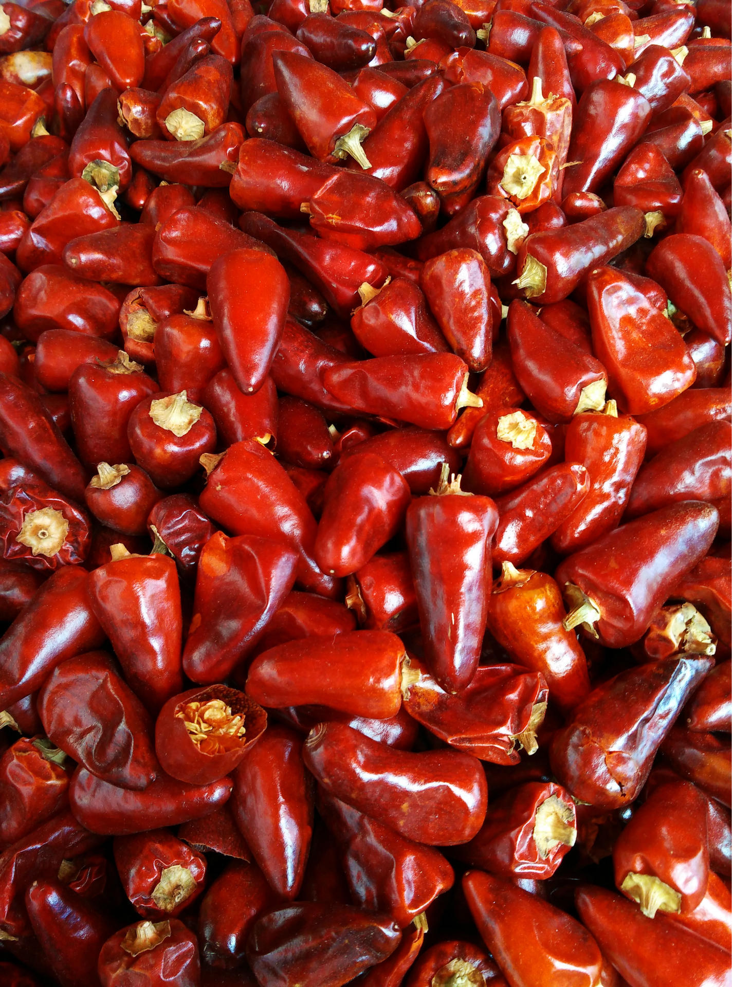 批发贵州朝天子弹头辣椒 特辣干海椒 中餐火锅底料的专用辣椒