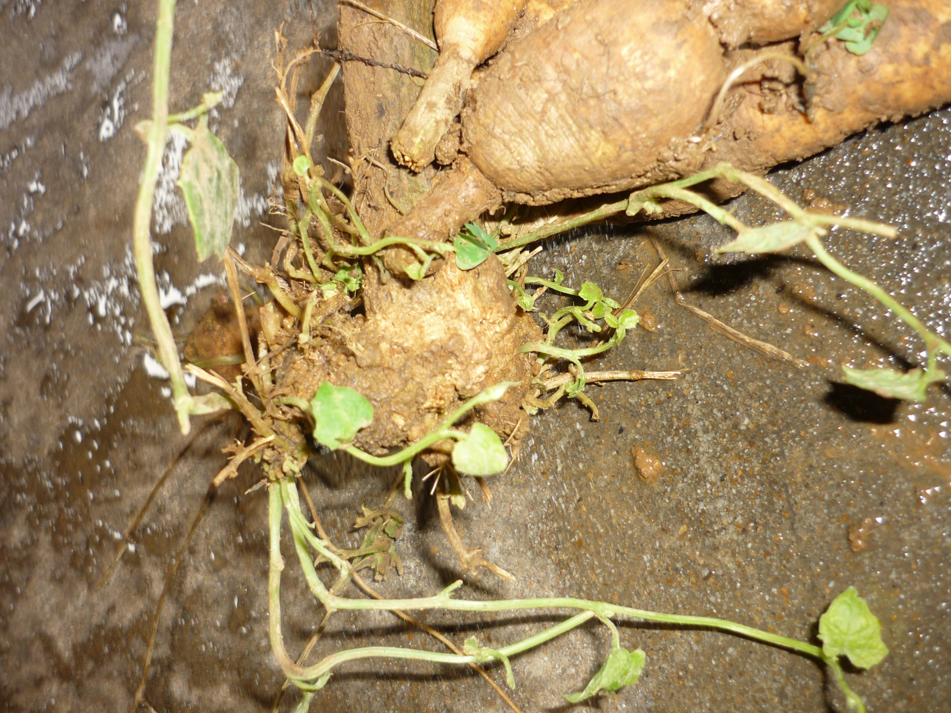 特色品种红参果红蜜果红参果苗厂家批发厂家