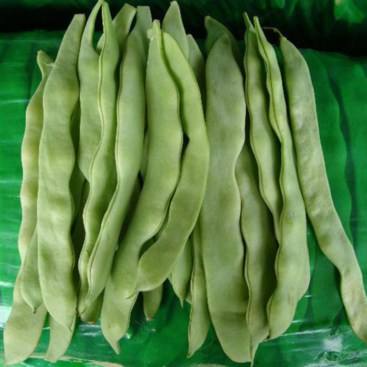 大扁菜豆四季豆豇豆 荷兰绿龙王芸豆种子原包装150克