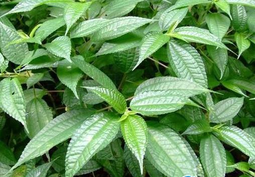 青对节水麻叶提取物101现货供应