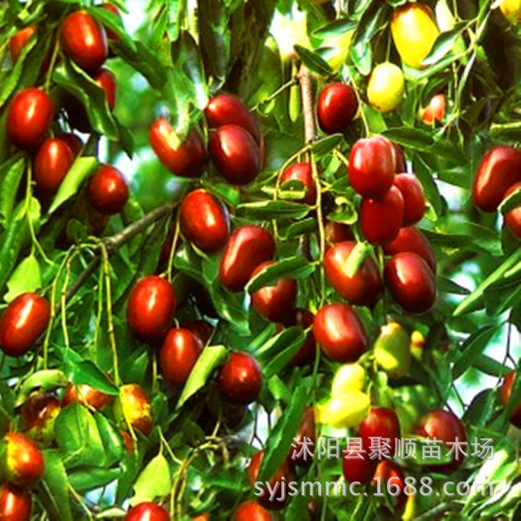 红枣树图片_纵览新闻