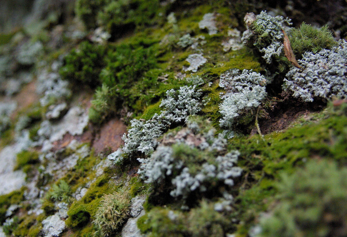 地衣提取物 10:1 地衣多糖 moss extract 松萝酸 地衣粉 1kg起售