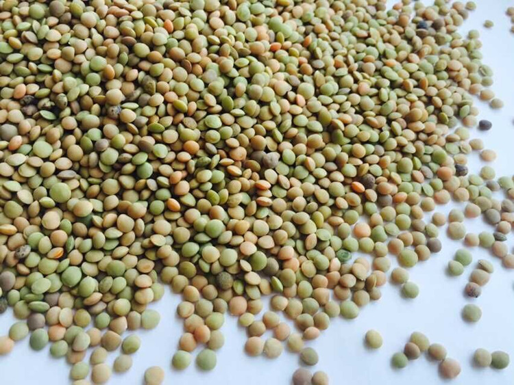 小扁豆图片_纵览新闻