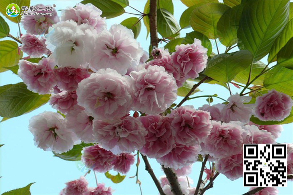 普贤象樱-樱花新品种小苗种植密度管理技术