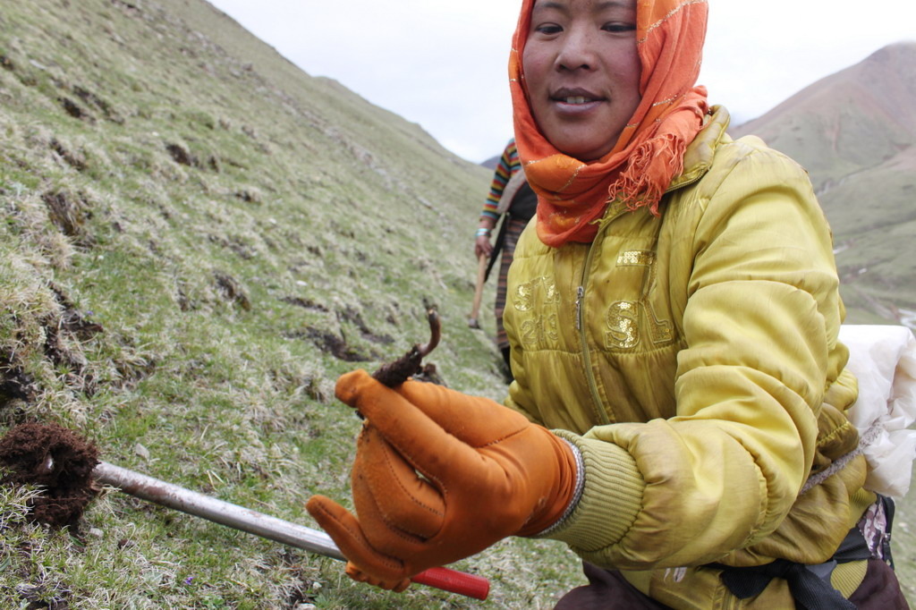 北虫草之殇:我国探索冬虫夏草人工栽培种植过程中的是与非