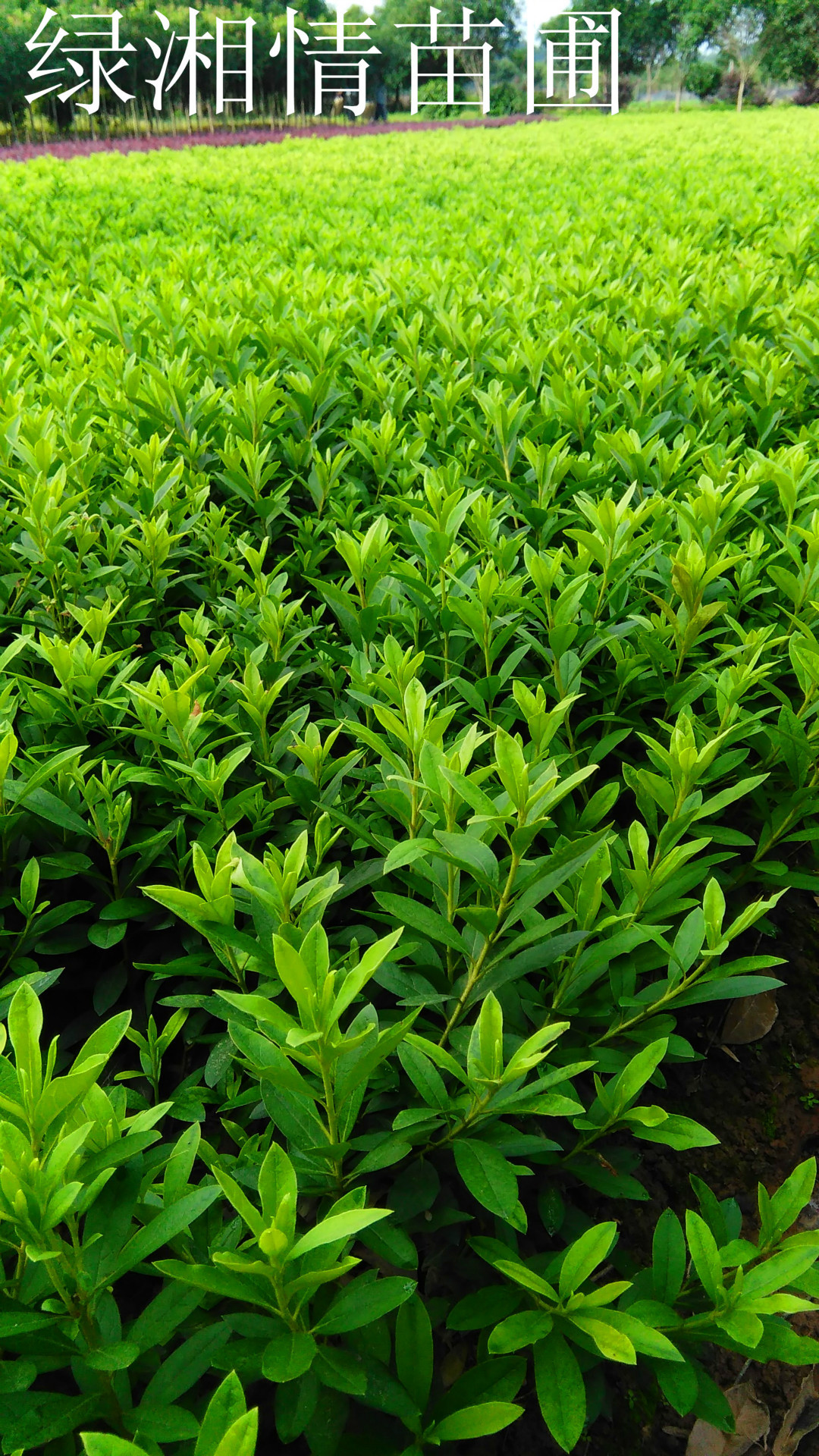 园林乔木罗汉松 造型罗汉松 造型好看 树形精美 绿湘情苗圃.