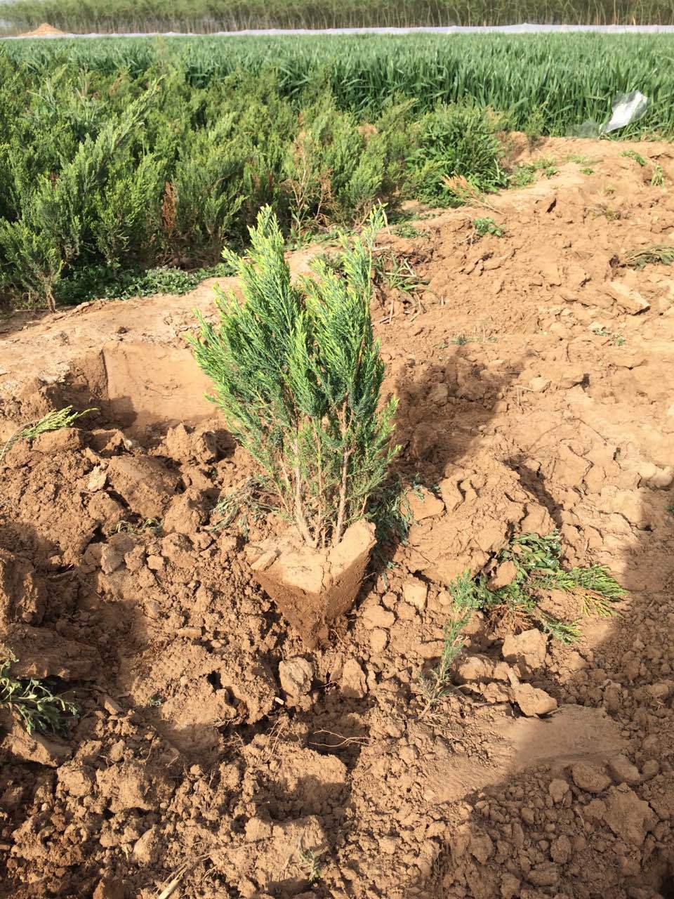 出售绿化苗地柏铺地柏沙地柏四季常青苗工程绿化苗量大从优