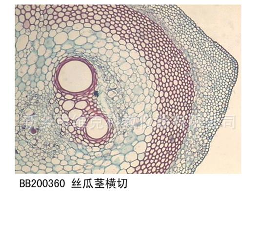 丝瓜茎纵切 生物切片 植物类装片 茎及茎的变态 显微镜专用