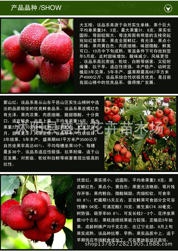 山楂品种:甜五星,歪把红,燕红山楂,蒙阳红,山里红,大绵球,美国巨形