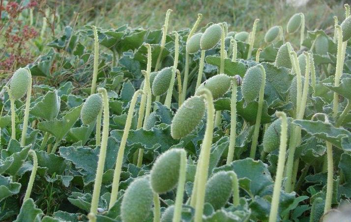 喷瓜提取物 兰州现货包邮