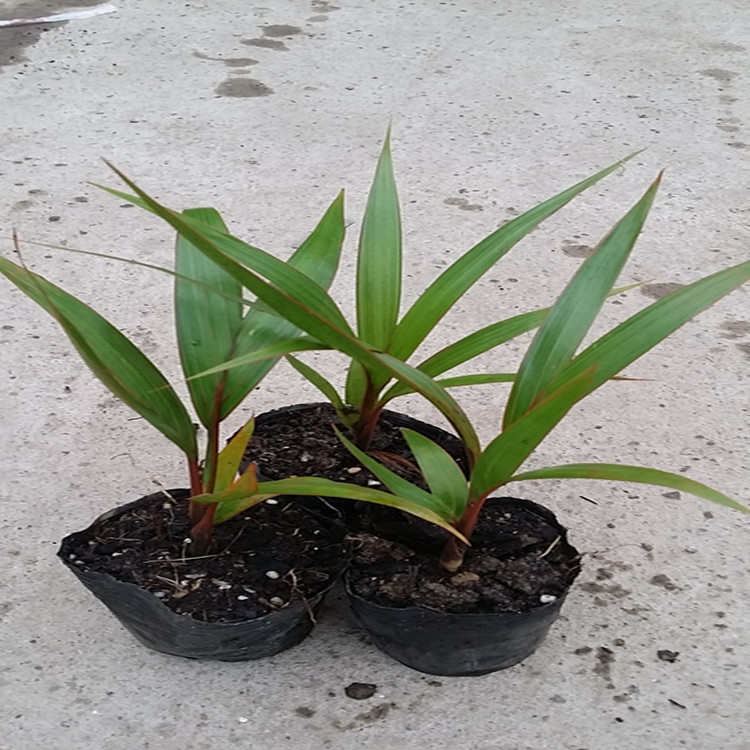 【基地直销】酒瓶椰子 棕榈科植物