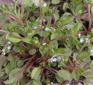 附地菜提取物20:1 厂家 长期供应        附地菜         一年生草本