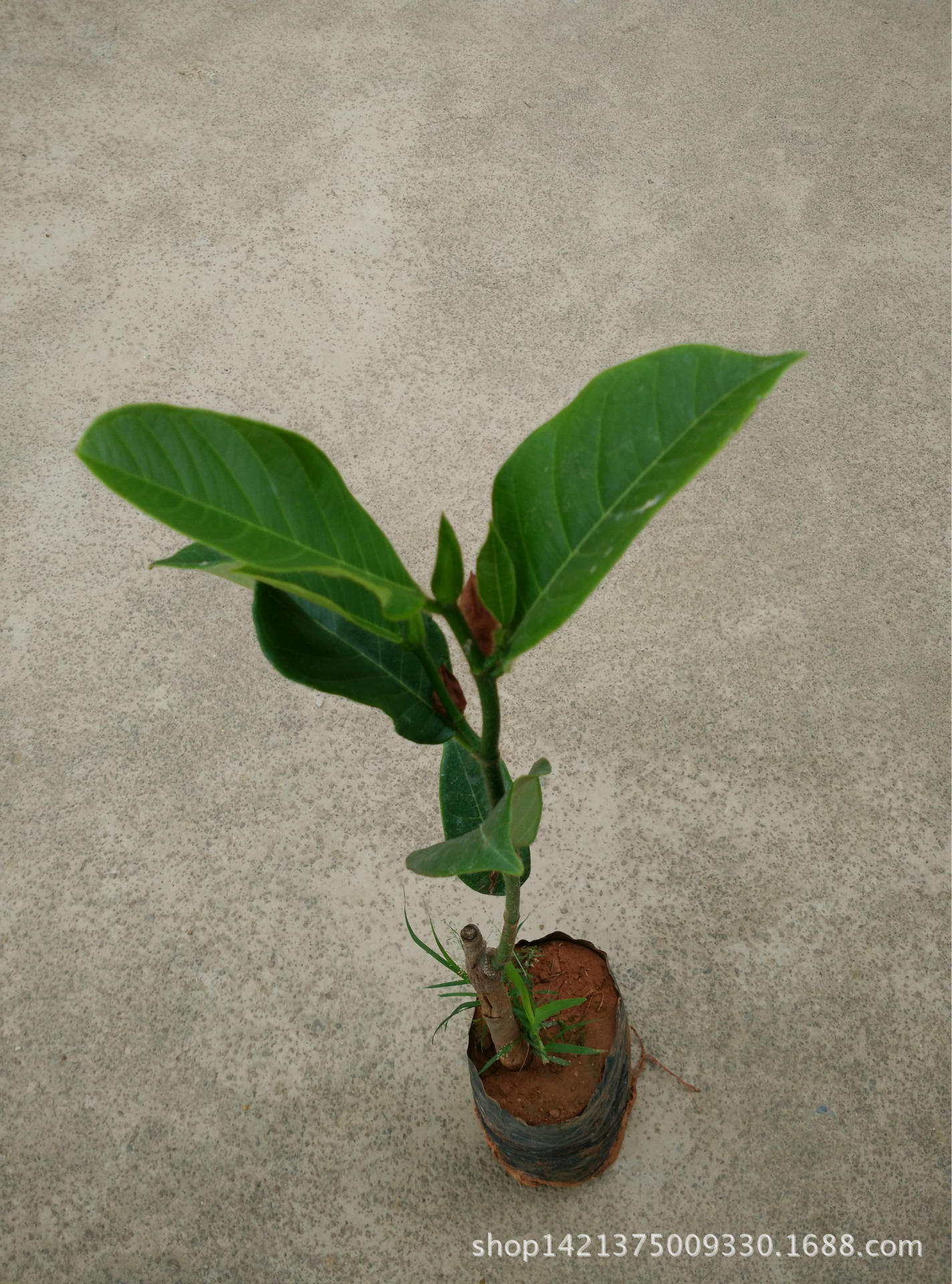 台湾榴莲嫁接苗_供应批发台湾榴莲嫁接苗 百分