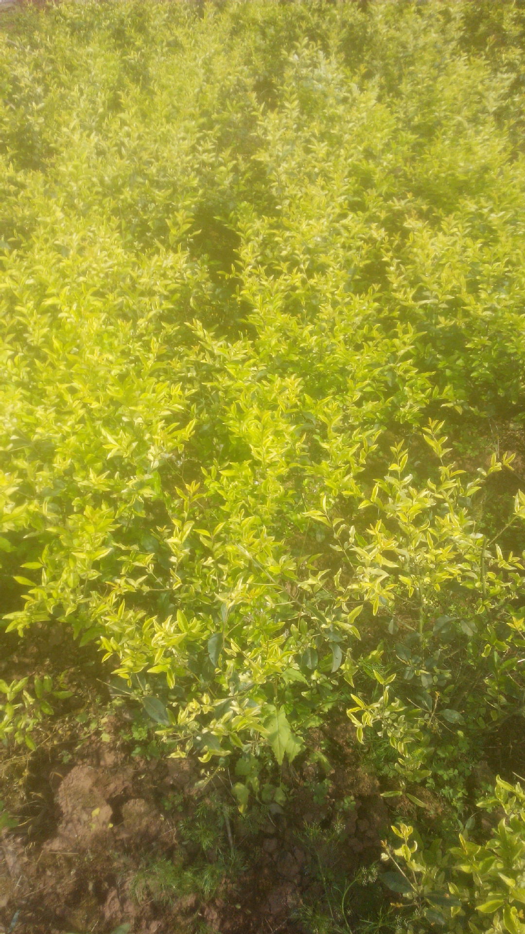 厂家直销绿化植物60公分金禾女贞小苗 变种小叶女贞灌木苗木