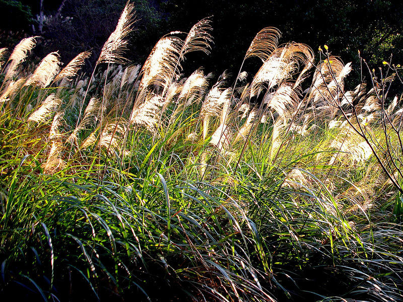 冷背中药材批发优质正品 芒草 无硫药用