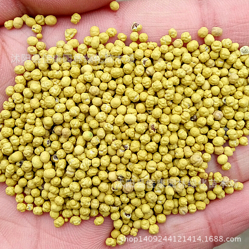 草坪种子 三叶草种子 白三叶草种子 红三叶草 白车轴草 1件=1斤