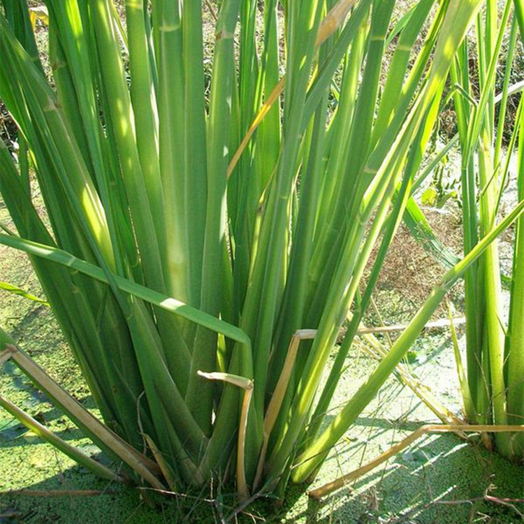 茭白批发野茭白茭草基地直供重庆水生植物水生经济植物