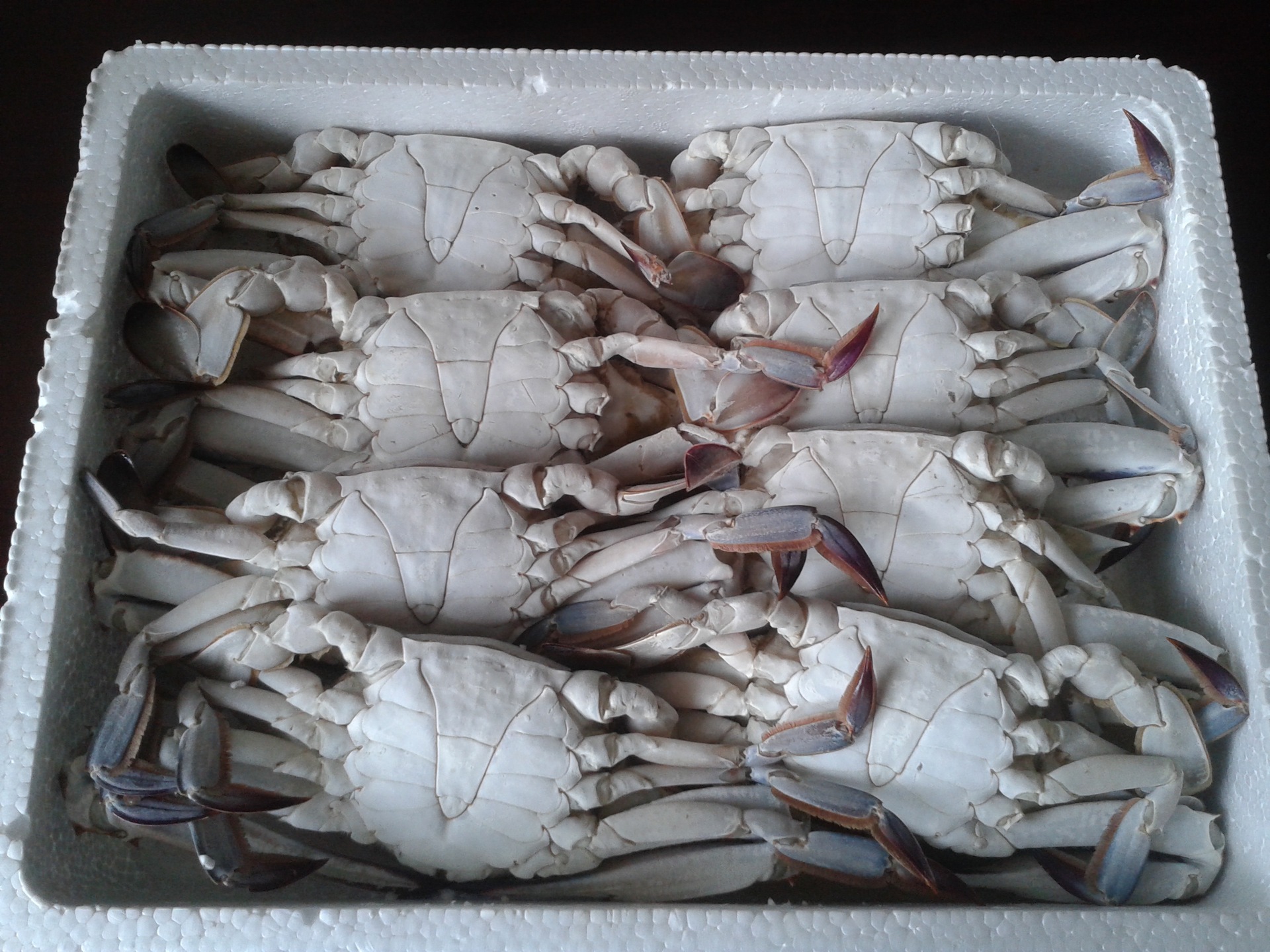 精选鲜冻梭子蟹 冷冻海鲜产品 产地直销 精致泡沫箱装