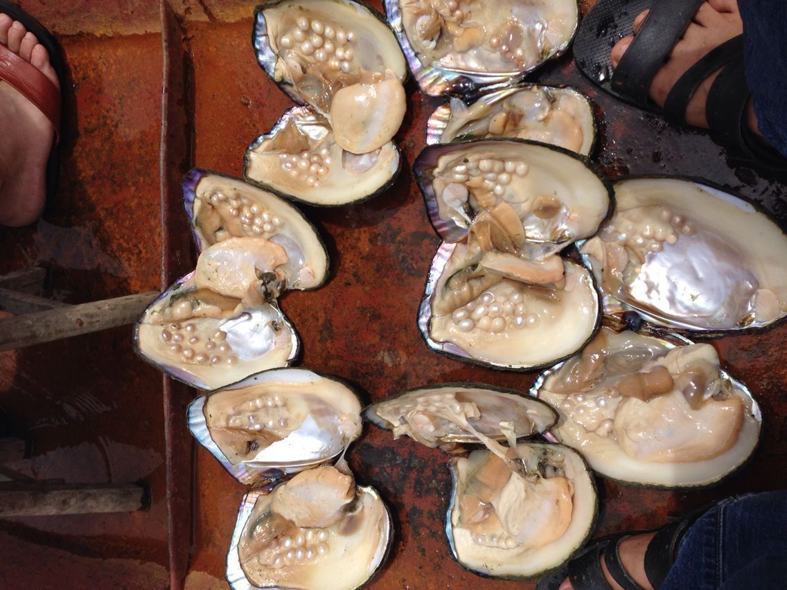 大量供应活体 大蚌珍珠母贝促销 鲜活大珍珠贝 内有珍珠现场加工